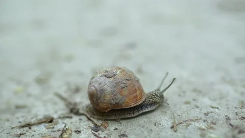 Close-up of a snail crawling along a dirt road. Snail in the wild. Stock Footage 201039516