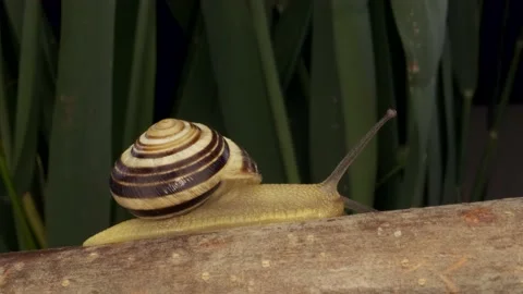 Close-up of Snail crawling on a branch on background of green leaves. Stock Footage 194987214