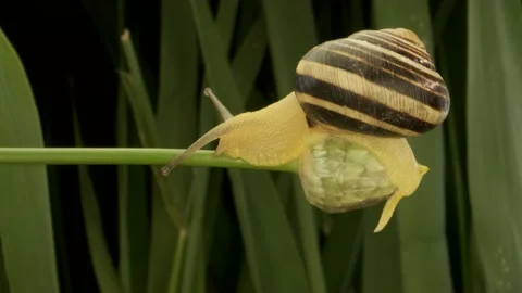 Close-up of Snail crawling on a bud Allium wild onion   Stock Footage 194987386