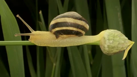 Close-up of Snail crawling on a bud Allium wild onion   Stock Footage 194987393