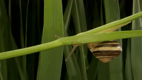 Close-up of Snail crawling down on a stalk Allium wild onion Video stock 194987586