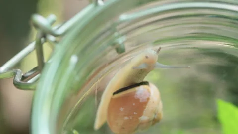 Close-Up Of A Snail Crawling On An Empty Glass Jar Stock Footage 267015447