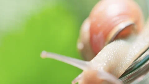 Close-Up Of A Snail Crawling On An Empty Glass Jar Stock Footage 267015586