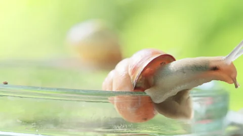Close-Up Of A Snail Crawling On An Empty Glass Jar Stock Footage 267015815