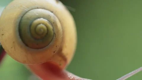 Close-Up Of A Snail Crawling On An Empty Glass Jar Stock Footage 267067471