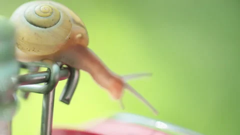 Close-Up Of A Snail Crawling On An Empty Glass Jar Stock Footage 267067480