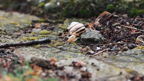 Close-Up of Snail Crawling Stock Footage 308356209