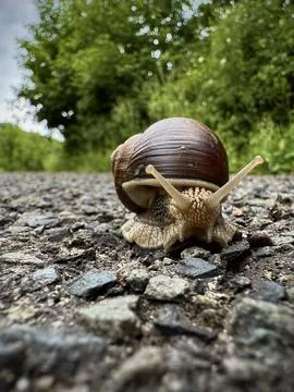 Close-Up of a Snail Crawling on a Forest Path | High-Resolution Nature Photo Stock Photos