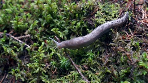 Close up of a snail crawling on grass Stock Footage 55259535
