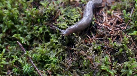 Close up of a snail crawling on grass Stock Footage 55259664