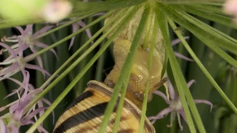Close-up of Snail crawling inside a Allium flower wild onion and eats it Stock Footage 195248711