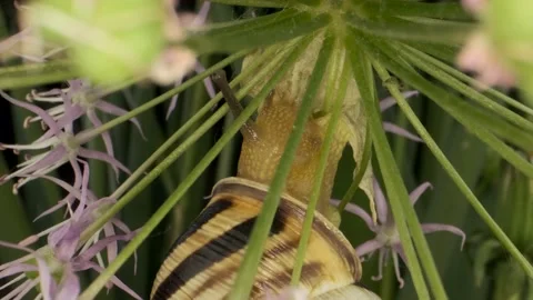 Close-up of Snail crawling inside a Allium flower wild onion and eats it Stock Footage 195248809