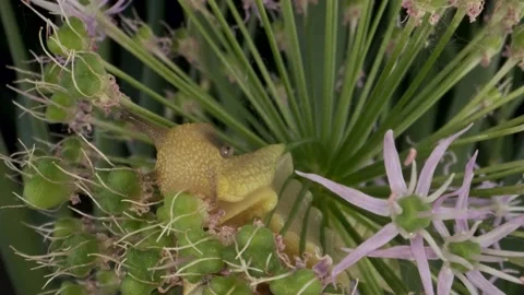 Close-up of Snail crawling inside a Allium flower wild onion and eats it   Stock Footage 195250722