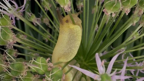 Close-up of Snail crawling inside a Allium flower wild onion and eats it   Video stock 195251795
