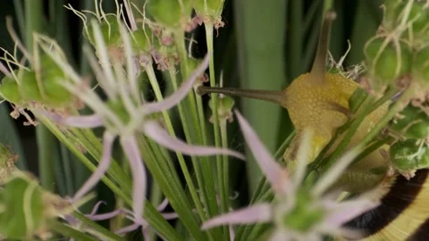 Close-up of Snail crawling inside a Allium flower wild onion   Stock Footage 195298885