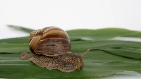Close up of a snail crawling on a leaf Video stock 115841822