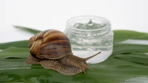 Close up of a snail crawling on a leaf Stock Footage 115842229