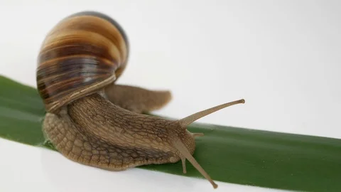 Close up of a snail crawling on a leaf Stock-Footage 115842355