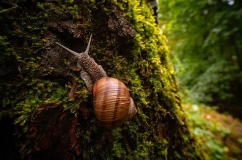 Close-up of a snail crawling on mossy tree in a vibrant forest scene Stock Photos