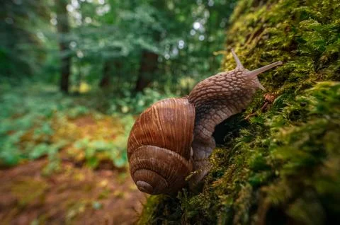 Close-up of a snail crawling on mossy tree in a vibrant forest scene Stock Photos
