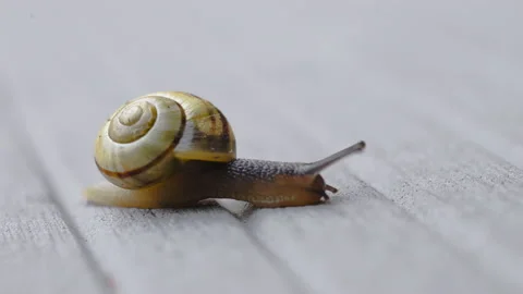 Close Up Snail Crawling Out Of Frame Stock Footage 177307936