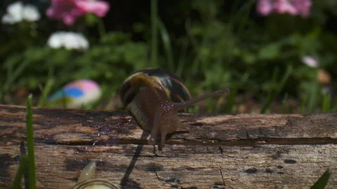 Close up of a snail crawling over a log on a sunny day. Stock Footage 132003401