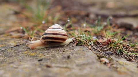 Close-Up of Snail Crawling Over Pavement and Pine Needles Stock Footage 308360713