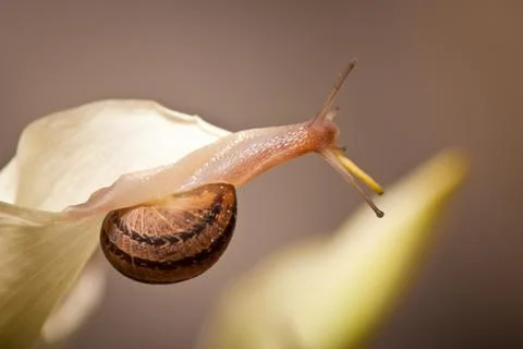 Close up of a snail crawling Stock Photos