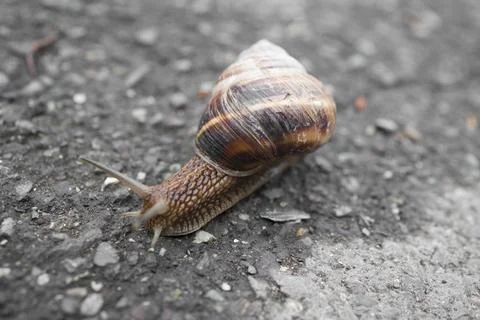Close-Up Of Snail Crawling On Road . Macro shot Stock Photos