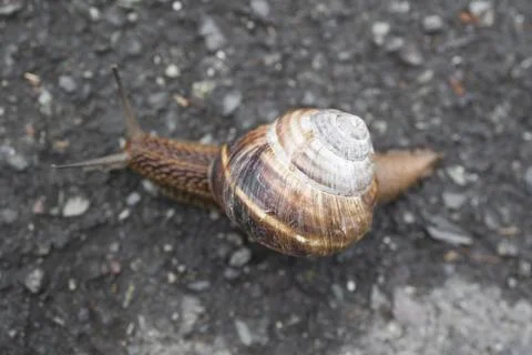 Close-Up Of Snail Crawling On Road Foto stock