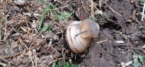 Close-up of a snail crawling slowly on the ground turning its shell Stock Footage 336005240