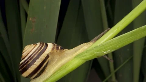 Close-up of  Snail crawling up on a stalk Allium wild onion Stock Footage 194987334