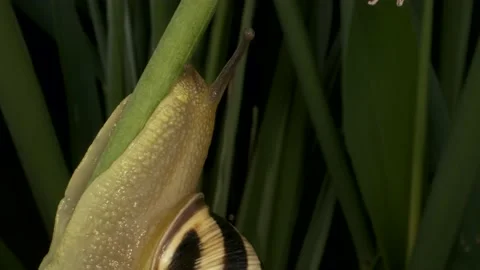 Close-up of Snail crawling up on a stalk Allium wild onion Stock Footage 195241496