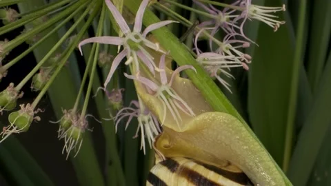 Close-up of Snail crawling up on a stalk to the flower wild onion Allium   Stock Footage 195245161