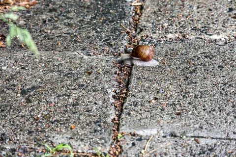 Close-up of a snail crawling on textured pavement in a natural setting Stock Photos