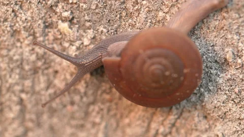 Close-up Snail. Curious snail crawling on concrete Stock Footage 139374149