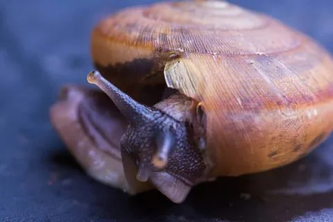 Close-up of a snail on dark surface with shell details Stock Photos
