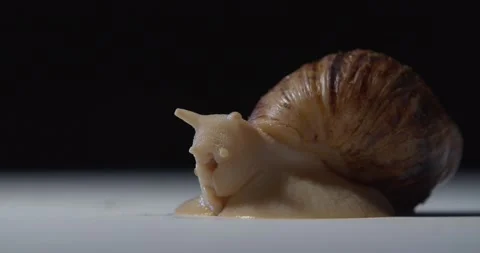 Close up of a snail drawing its head out of the shell, animals, 4k Stock Footage 158217233