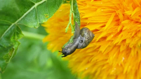 Close-up of snail eating green leaf foraging after rain Stock Footage 202235645