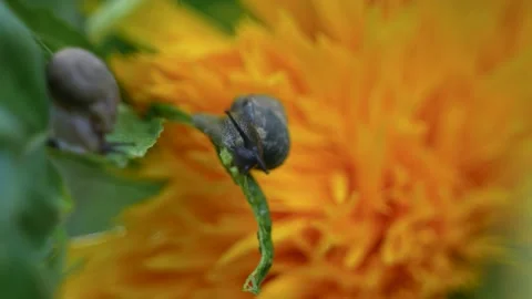 Close-up of snail eating green leaf foraging after rain Stock Footage 202235694