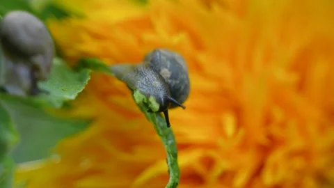 Close-up of snail eating green leaf foraging after rain Stock Footage 202235828