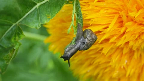 Close-up of snail eating green leaf foraging after rain Stock Footage 202235832