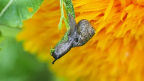 Close-up of snail eating green leaf foraging after rain Stock Footage 202235945