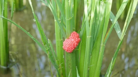 Close up of snail eggs stuck to rice stalks Stock-Footage 292894262