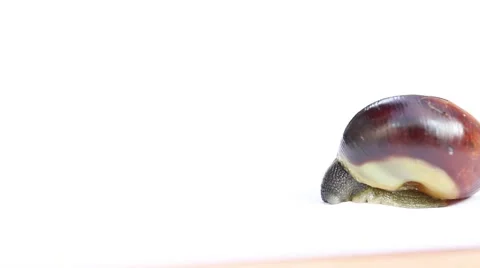 Close up of Snail emerging from shell Stock Footage 42131512