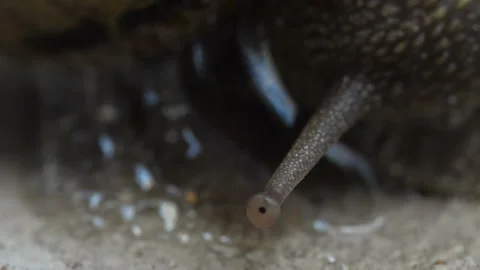 Close up of snail eyes on upper sensory tentacles Stock Footage 222621609