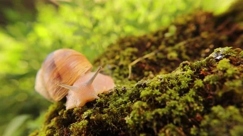 Close up of a snail face. Snail crawling on moss in the garden. insects, insect Stock Footage 159816004