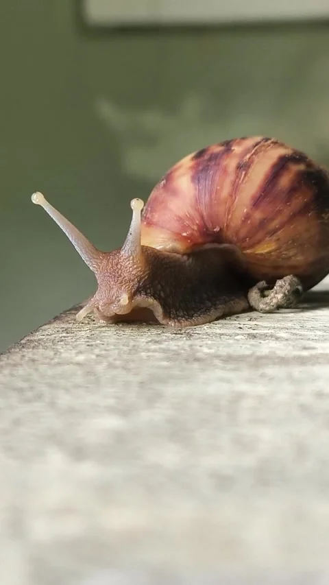 Close up of Snail Stock Footage 277441926