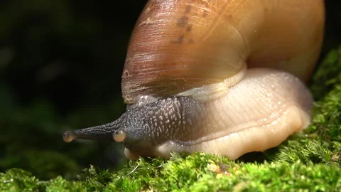 Close-up snail 스톡 동영상 290246178