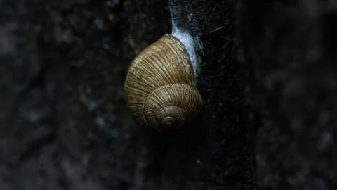 A close up of a snail in the forest on the tree. Stock Photos